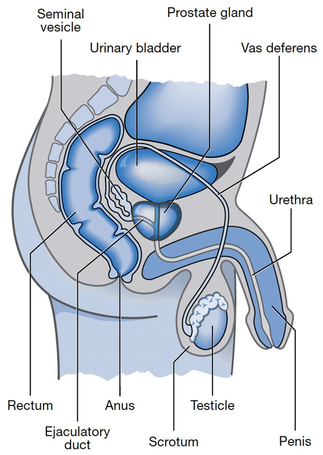 diagram showing prostate - prostate cancer awareness